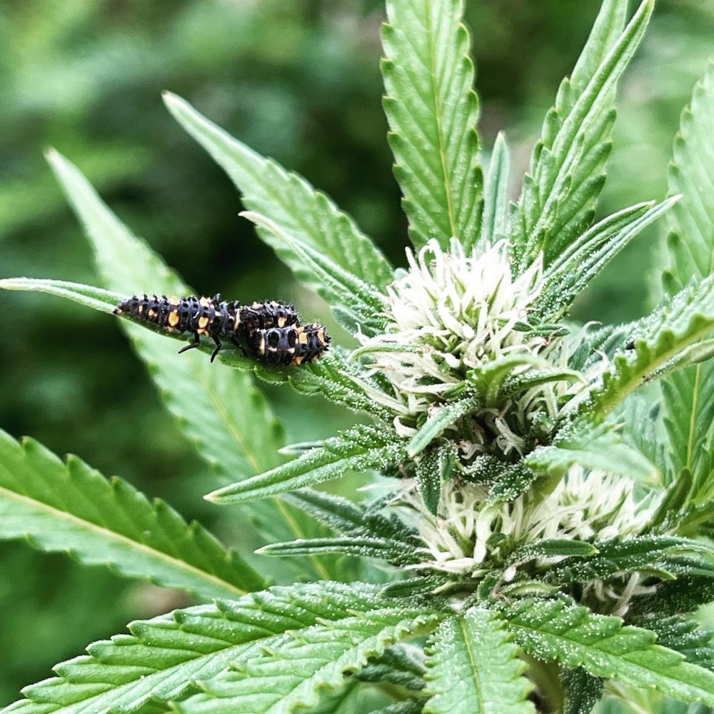 Cannabis+ Bug Upclose